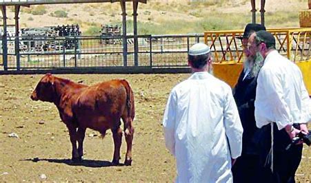 “مؤتمر “معهد الهيكل” يُعقد لمناقشة التحضيرات المتعلقة بطقوس ذبح البقرة الحمراء.