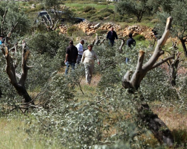 قوات الاحتلال تُرغم المزارعين على ترك أراضيهم خلال موسم قطف الزيتون في نابلس