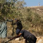 جنين: استشهاد امرأة برصاص الاحتلال أثناء قطف الزيتون وسط استمرار اعتداءات المستوطنين